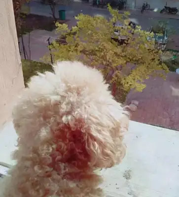 There's been an accident after Little Teddy left, and the girls can't control themselves when they hear the dog's tragedy