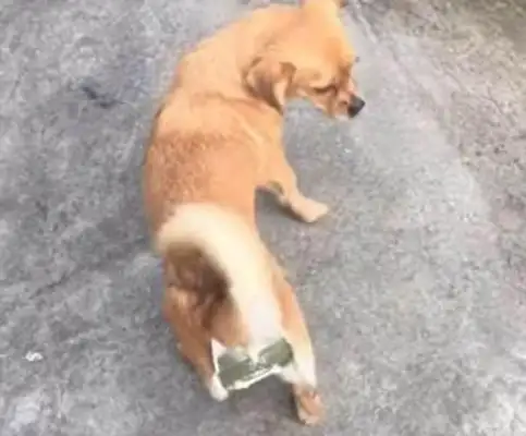 I'm worried that the dog can get pregnant and can't be in the house