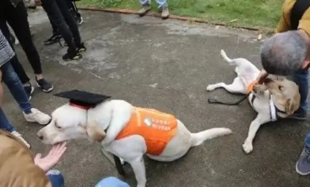 Guangzhou's first guide dogs are on duty, and the subway will see them later