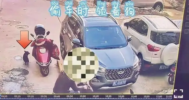 The thief's pet dog has been watching "showing out" to help the police solve a series of car thefts