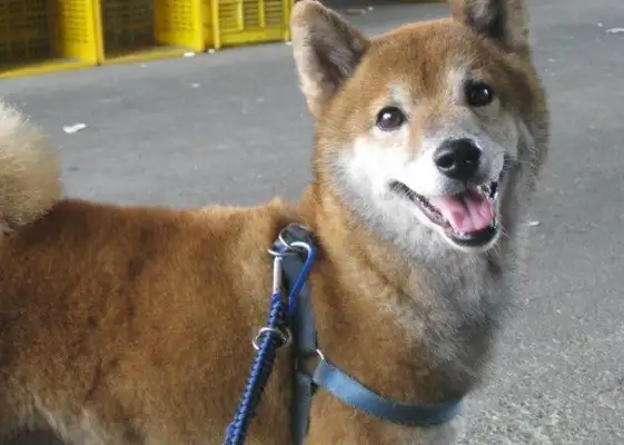 The 17-year-old mentally disabled dog couldn't get away, woke up without his family crying
