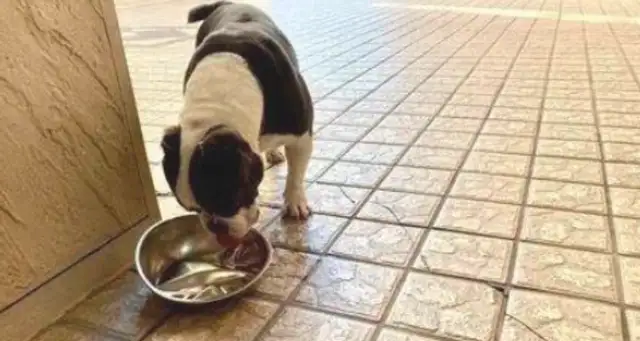 Grandfather came back with a water bowl that accidentally squeezed the dog, and he walked home and looked