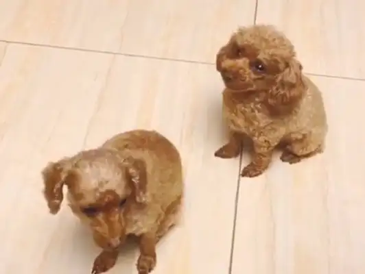 Dogs go through the trash cans, they eat oil and tofu
