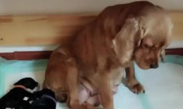 Blondie is a mother. Blonde is not happy. Blonde: I'm nothing like him