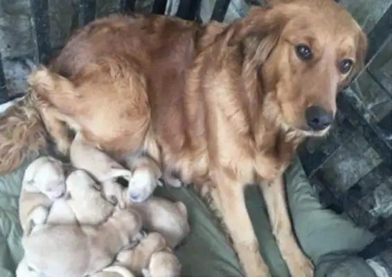 The hairy dog got pregnant unexpectedly, and the owner was worried that the dog would be bad