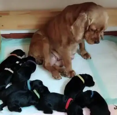Blondie is a mother. Blonde is not happy. Blonde: I'm nothing like him