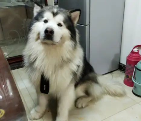 "Fat Son" is greasy. If he smells meat and doesn't eat dog food, he must eat it