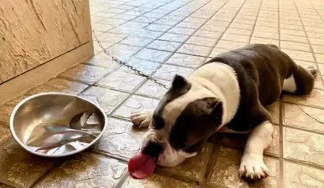 Grandfather came back with a water bowl that accidentally squeezed the dog, and he walked home and looked