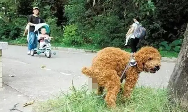 Scratcher: Are you ready for a civilized dog