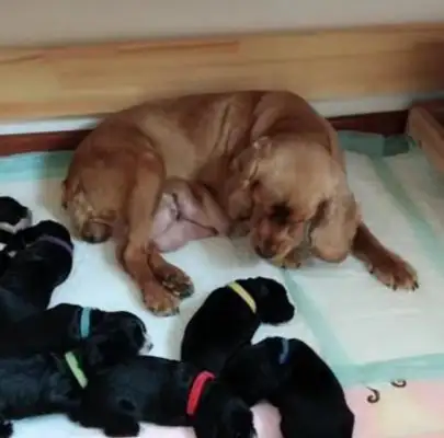 Blondie is a mother. Blonde is not happy. Blonde: I'm nothing like him