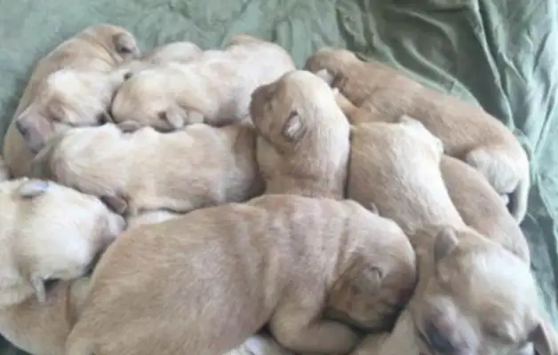 The hairy dog got pregnant unexpectedly, and the owner was worried that the dog would be bad