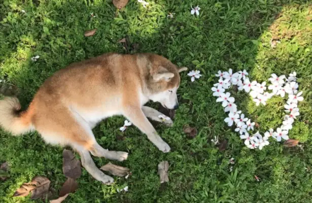 The 17-year-old mentally disabled dog couldn't get away, woke up without his family crying