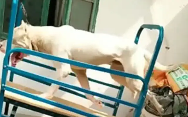Dogs are too dynamic to wake up and walk around every day
