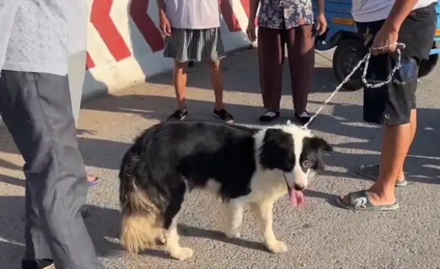 Henan: 700 dog vendors can't wait to buy their ranchers. Ma'am, you're a winner