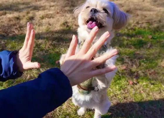 Dogs have a very poor ability to move, and every time they catch a ball, they're missing out;