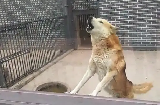 He went to play at the zoo and saw a wolf cage
