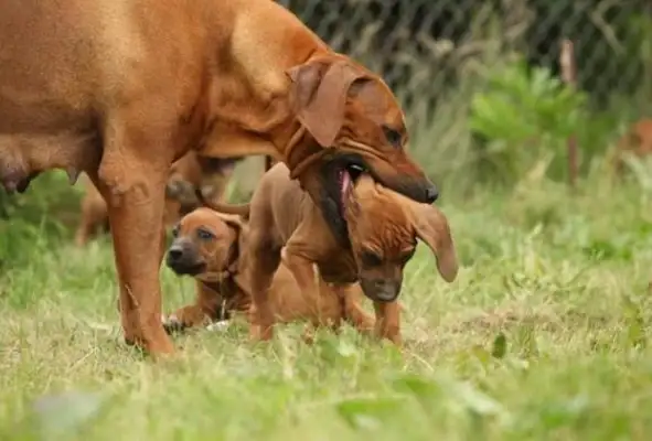 The bitch brought the pups to the master to tell you all this