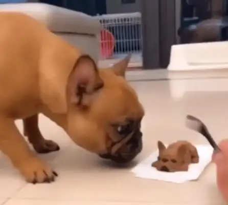 When the owner cut his head off, the pet's reaction was too real