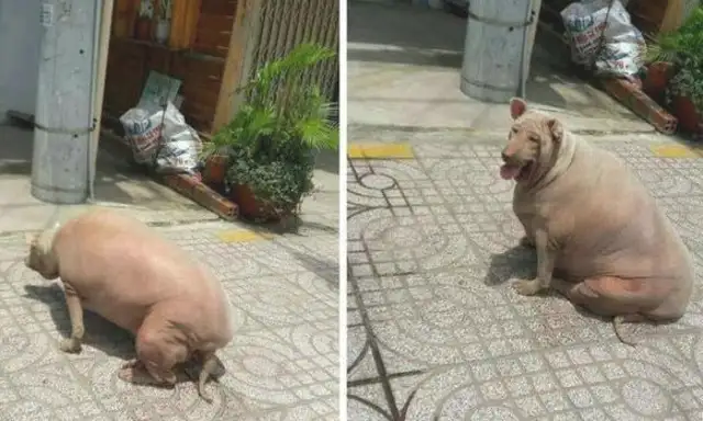 The dog's overweight, it looks like a pig from behind
