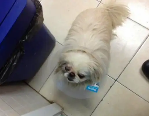 The hostess hates dogs. When the master gets out, the dog gets beaten up by mistake