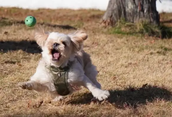 Dogs have a very poor ability to move, and every time they catch a ball, they're missing out;