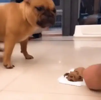 When the owner cut his head off, the pet's reaction was too real