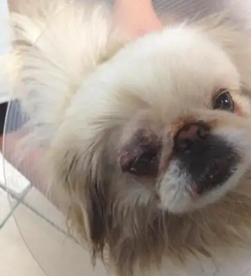 The hostess hates dogs. When the master gets out, the dog gets beaten up by mistake