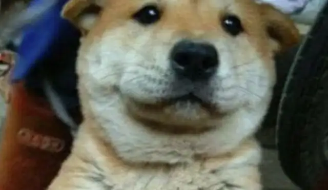 The man bought a dirt dog at a low price, went home and found out his ears were bad
