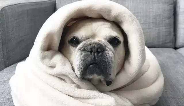 The bulldog that has been wrapped up all these years: It warms you, you warms its heart