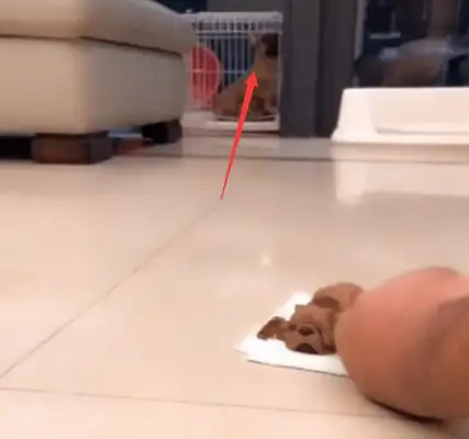 When the owner cut his head off, the pet's reaction was too real
