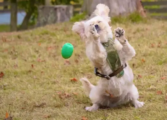 Dogs have a very poor ability to move, and every time they catch a ball, they're missing out;