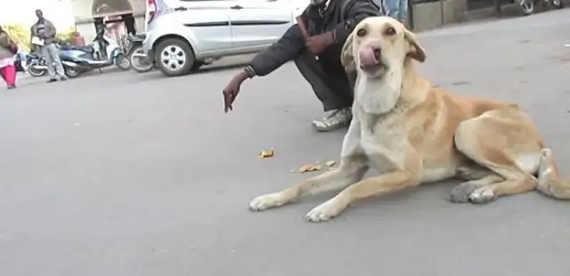 The dog's jaw has a balloon
