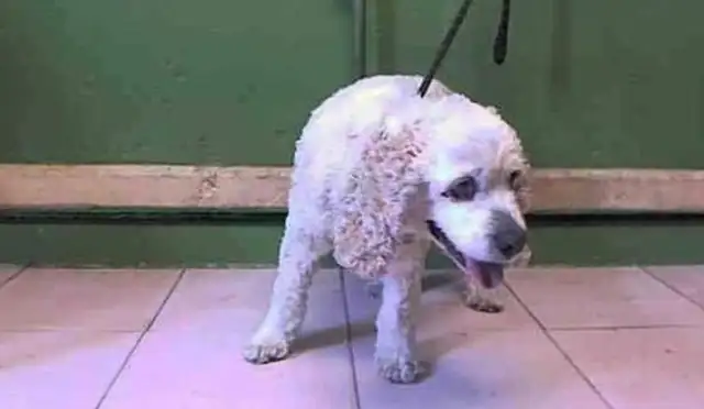 It's important that the master doesn't care that the dog is old, has been raising him for more than 20 years and throws himself at the door