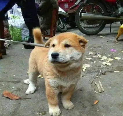 The man bought a dirt dog at a low price, went home and found out his ears were bad