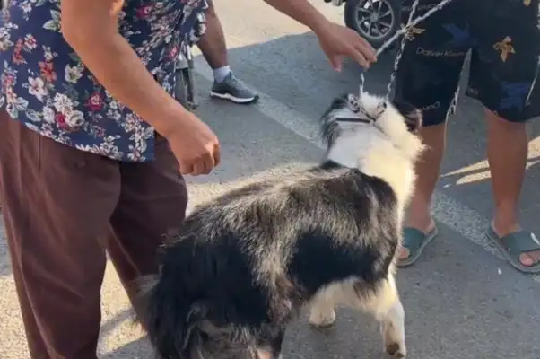 Henan: 700 dog vendors can't wait to buy their ranchers. Ma'am, you're a winner