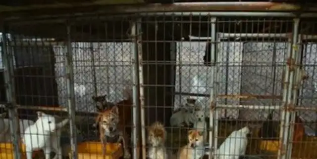 Dogs are being held in factories waiting for humans to eat