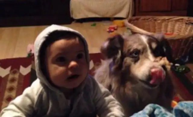 A pet dog learns