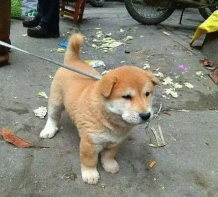 The man bought a dirt dog at a low price, went home and found out his ears were bad