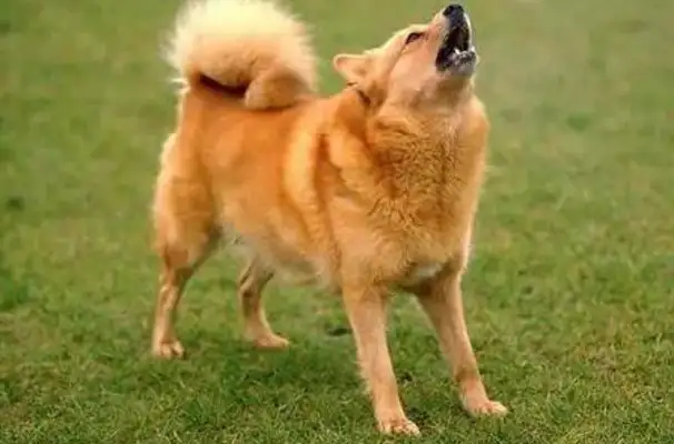 The dog suddenly broke off the rope and screamed at the car on the road