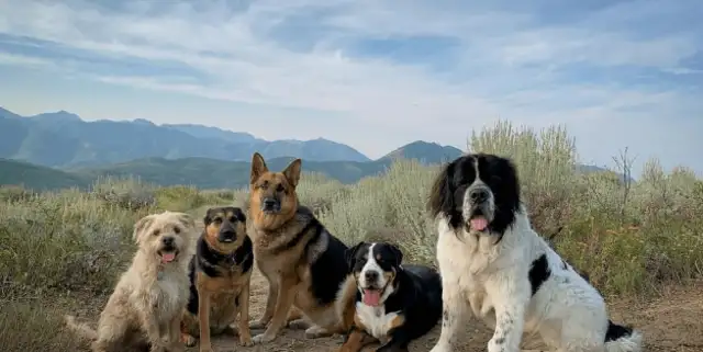 The cancer dog is about to die of euthanasia, and the owner is looking all over the web to make it laugh and leave;