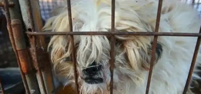 Dogs are being held in factories waiting for humans to eat