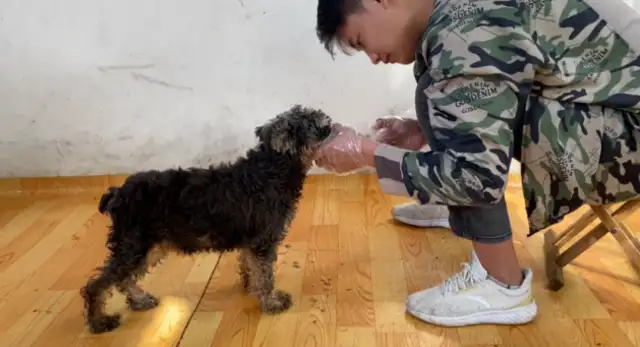 A dog abandoned by his master in a garbage can, smelled like a stench, hoping for more love in this world