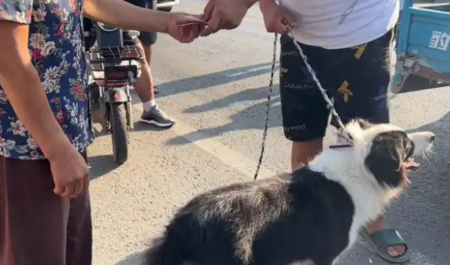 Henan: 700 dog vendors can't wait to buy their ranchers. Ma'am, you're a winner