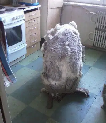 The master died of illness, the dog was locked up for a whole year, and a monster was found when the door was opened
