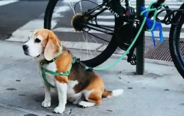 The dog suddenly broke off the rope and screamed at the car on the road