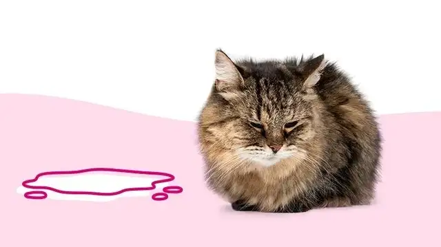 Why does my cat pee blood