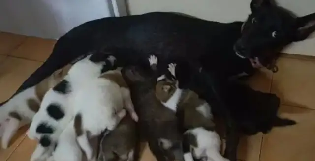 There was a dog, but he brought eight babies all night, and the netizens responded: "No one, I have all!"