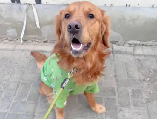 The dog suddenly broke off the rope and screamed at the car on the road