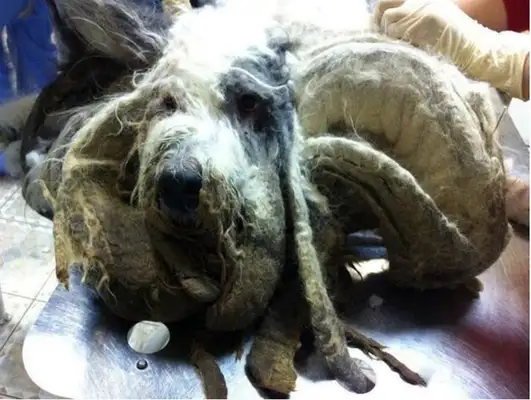 The master died of illness, the dog was locked up for a whole year, and a monster was found when the door was opened