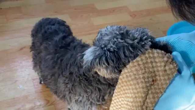 A dog abandoned by his master in a garbage can, smelled like a stench, hoping for more love in this world